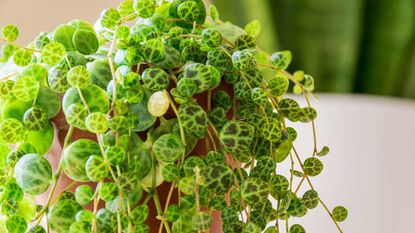 string of turtles houseplant