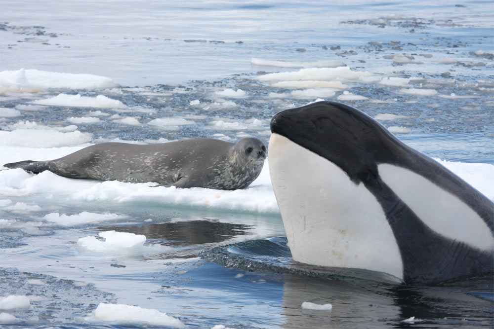 orca hunting seals