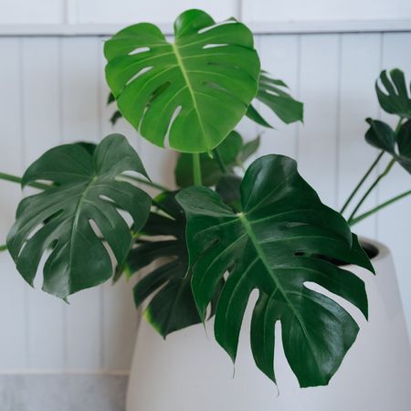 Monstera in a pot against a white wall