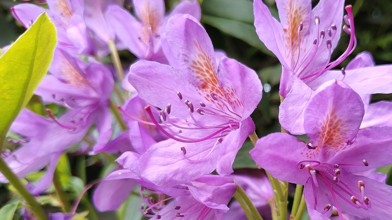Motorola Razr 40 Ultra review - camera samples