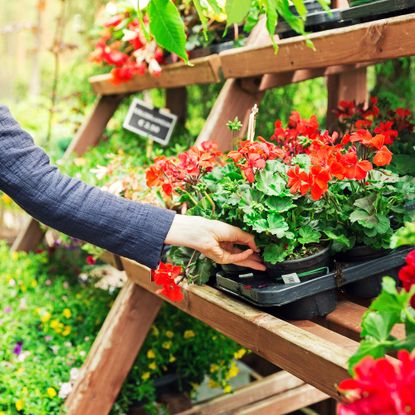 Woman picks a pelargonium geranium flower from the shelf in the garden center