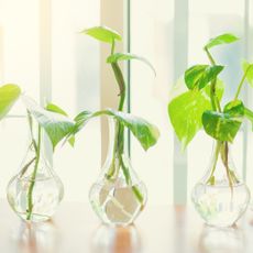 Pothos cuttings growing in vases
