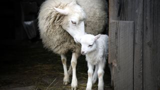Sheep and lamb standing in barn doorway