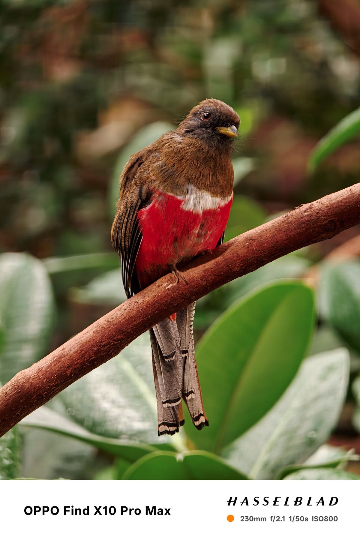 Brown and red bird perched on a diagonal branch against soft green foliage.