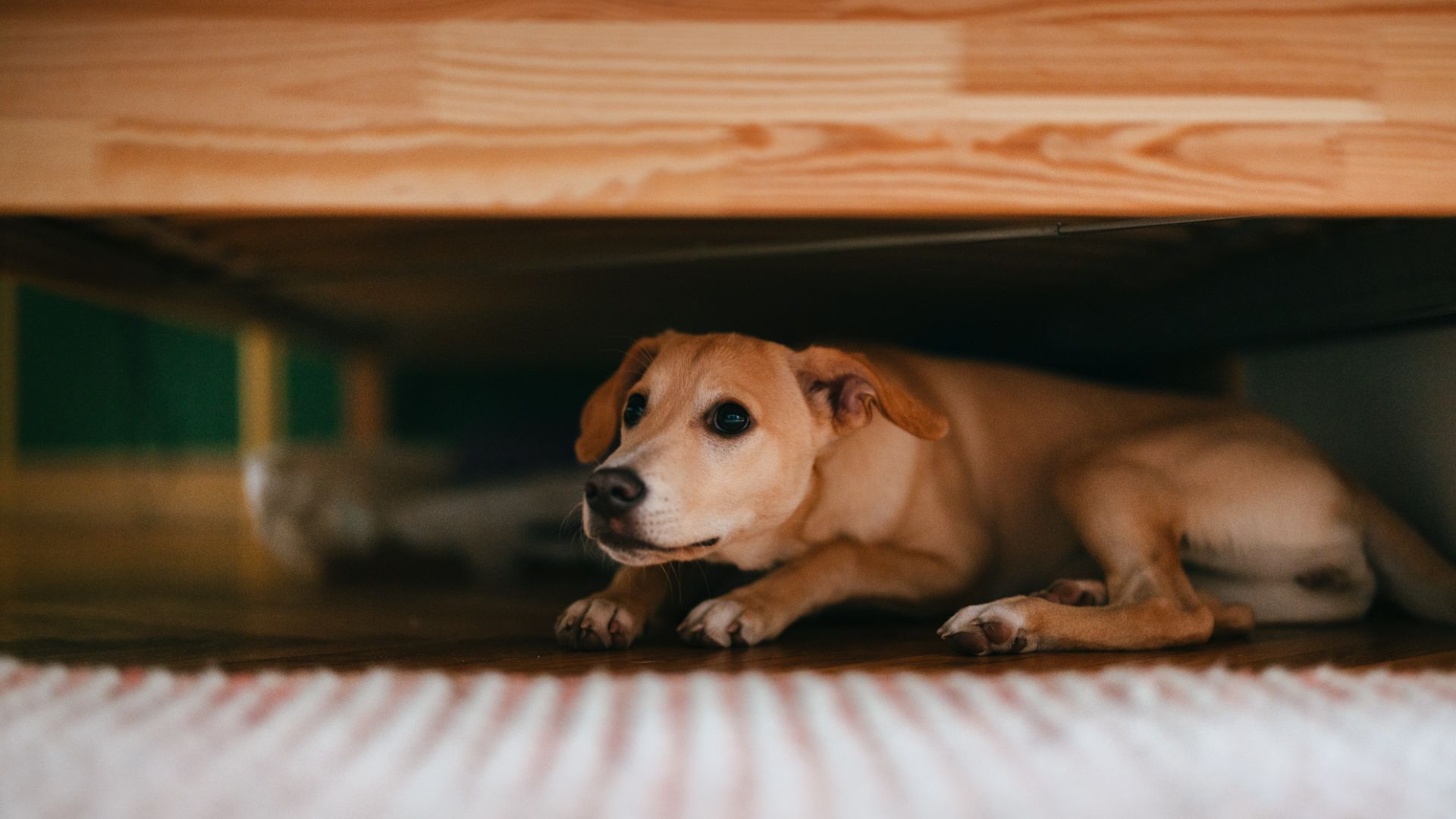 dog hiding under bed