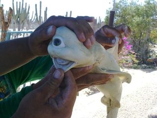 A one-eyed "Cyclops" shark caught off Mexico.