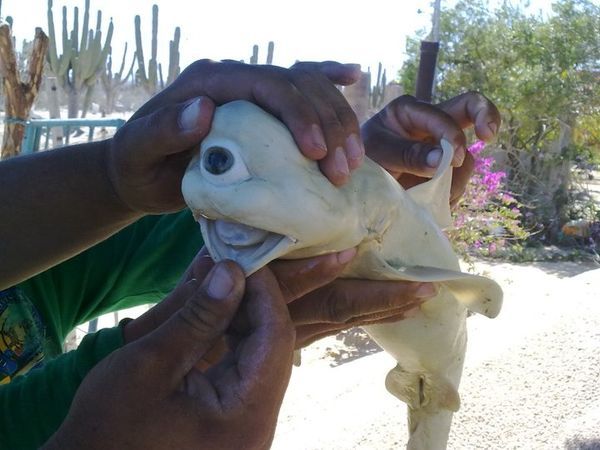 A one-eyed &quot;Cyclops&quot; shark caught off Mexico.