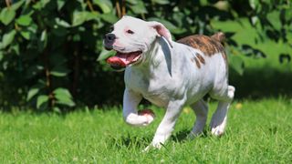 American Bulldog puppy