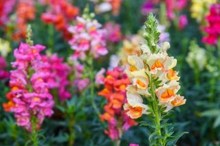 An assortment of colored snapdragons in a garden
