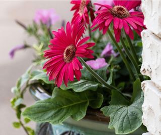 Gerbera daisies