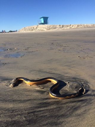 The snake the washed ashore on a Coronado beach is a yellow-bellied sea serpent, a species that is highly venomous.