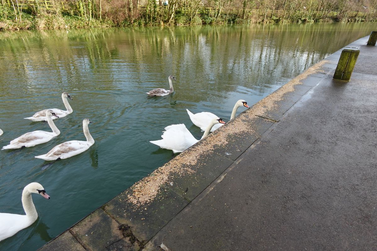 A photo of swans taken on a Sony ZV-1F vlogging camera