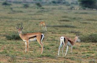 Female Grant's gazelles roaming the Serengeti Plain.