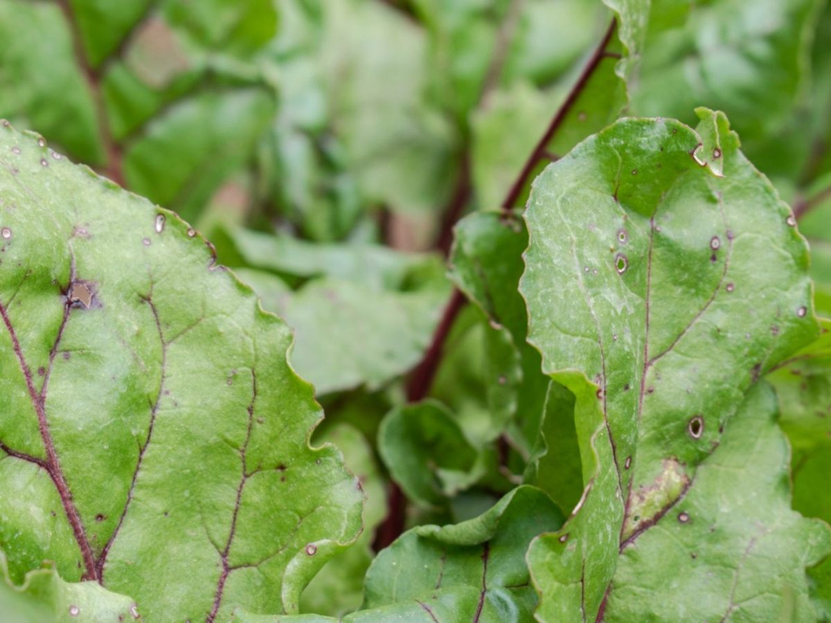 Cruciferous Plant Diseases Preventing And Treating White Spot On