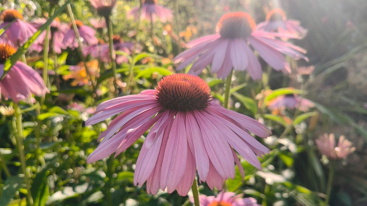 Multiple echinacea flowers with a shallow depth of field.