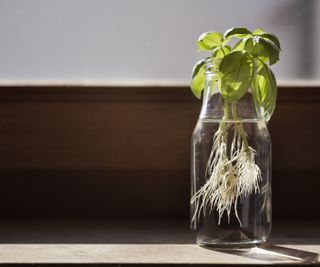 Basil cuttings growing roots in a jar of water