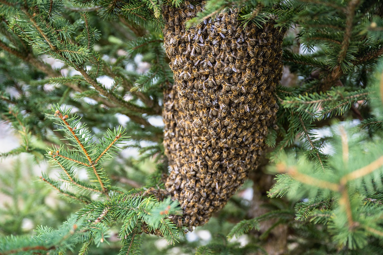 Swarm of bees in a tree