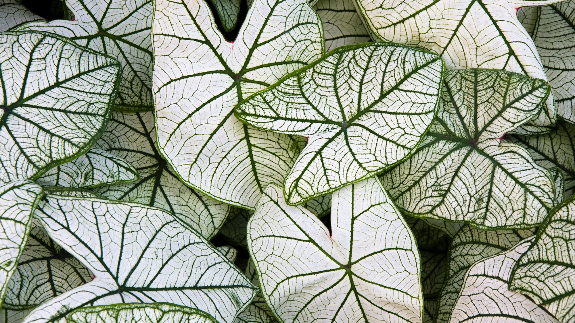 caladium candidum plant with bright silver white foliage