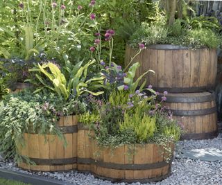 Wooden barrels repurposed as garden planters