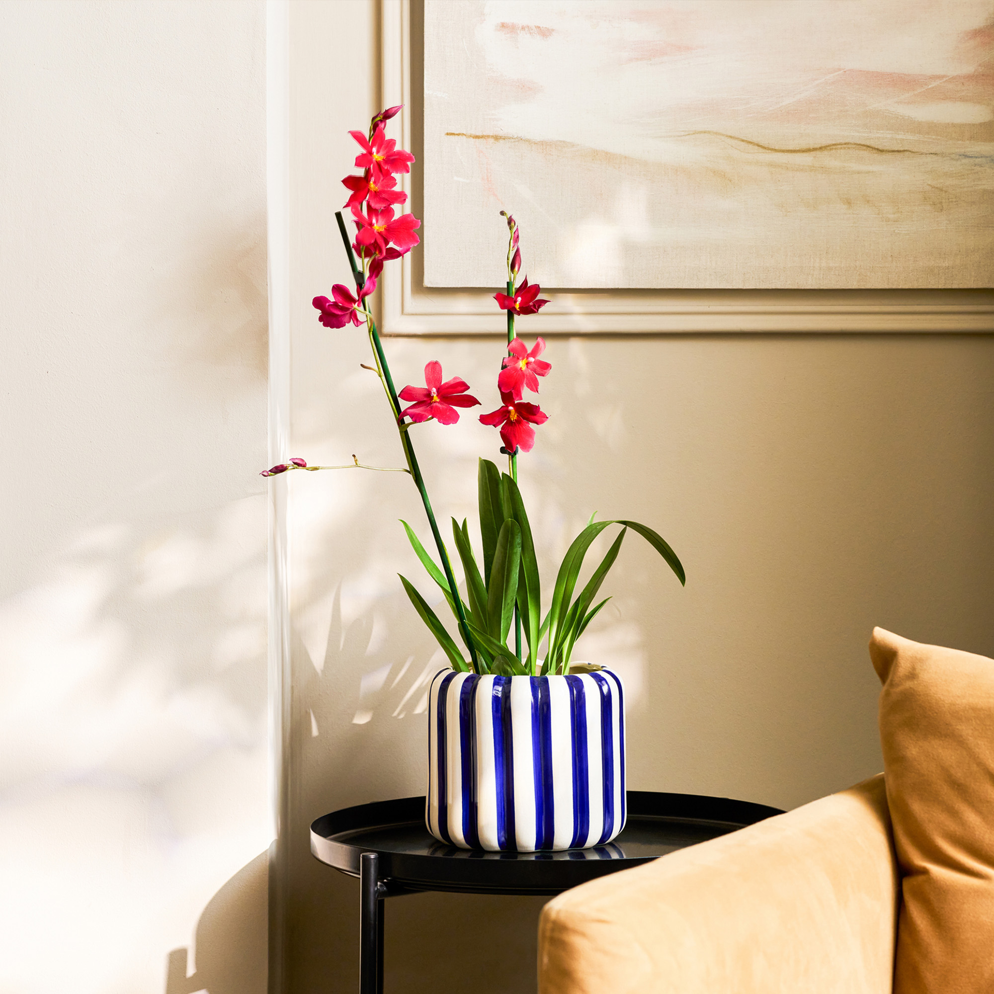 orchid with pink blooms in a blue and white striped pot in a neutral modern living room patch plants
