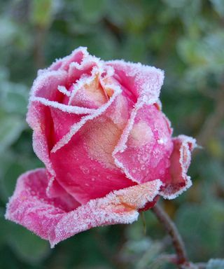 rose bud with frost