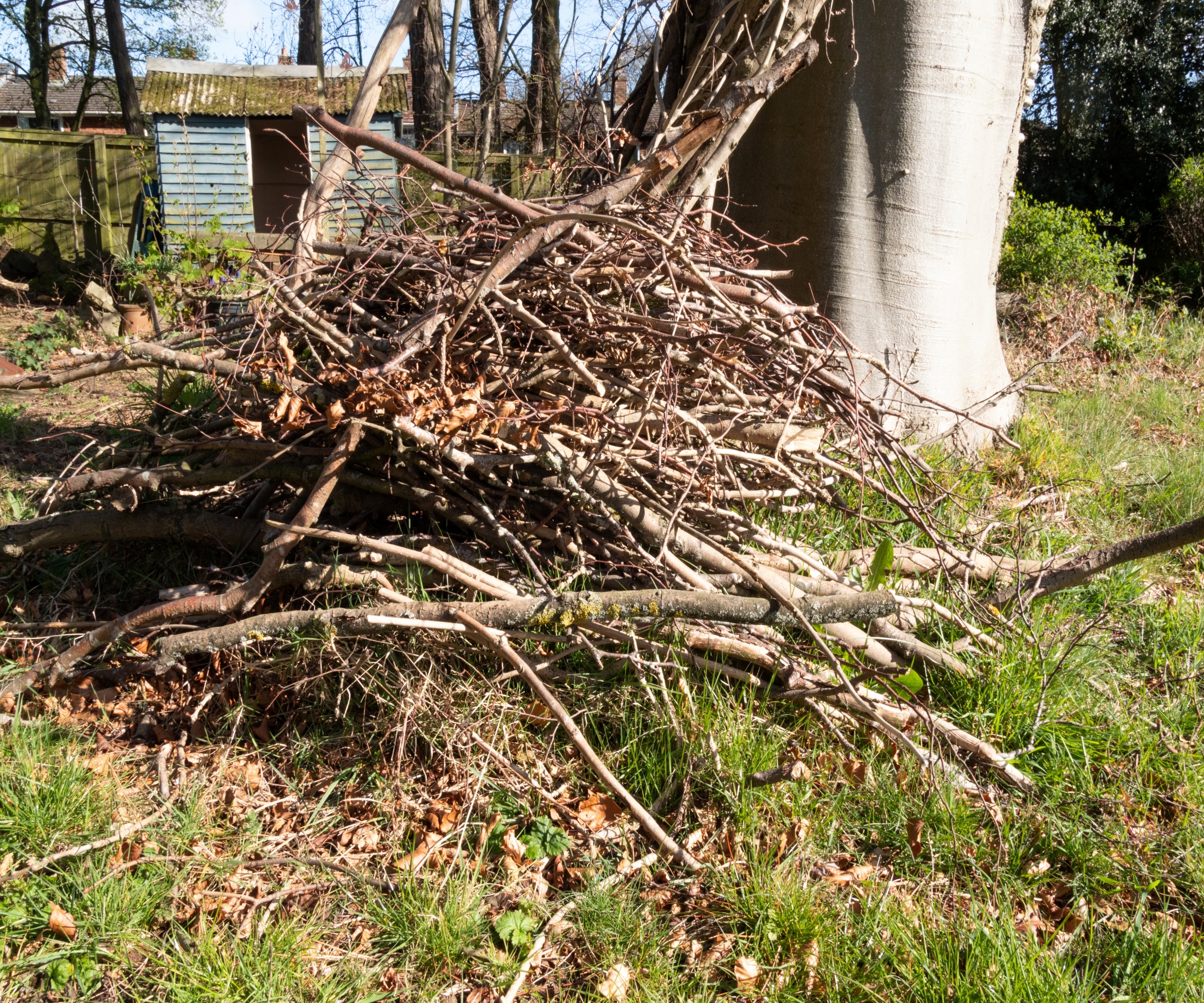 A wildlife habitat pile made from fall prunings