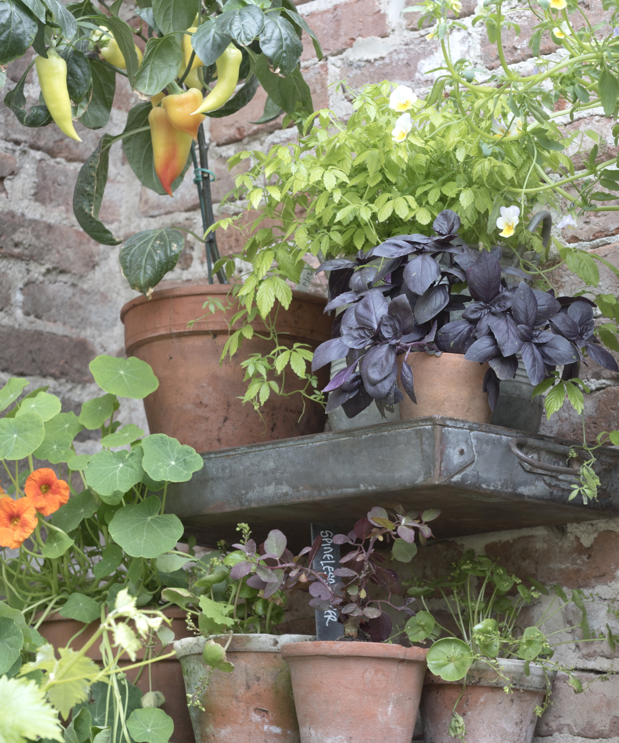Vegetables, herbs, and flowers growing in terracotta pots on metal shelves