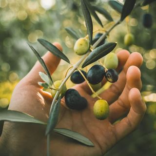 Olive Tree and olives in a hand