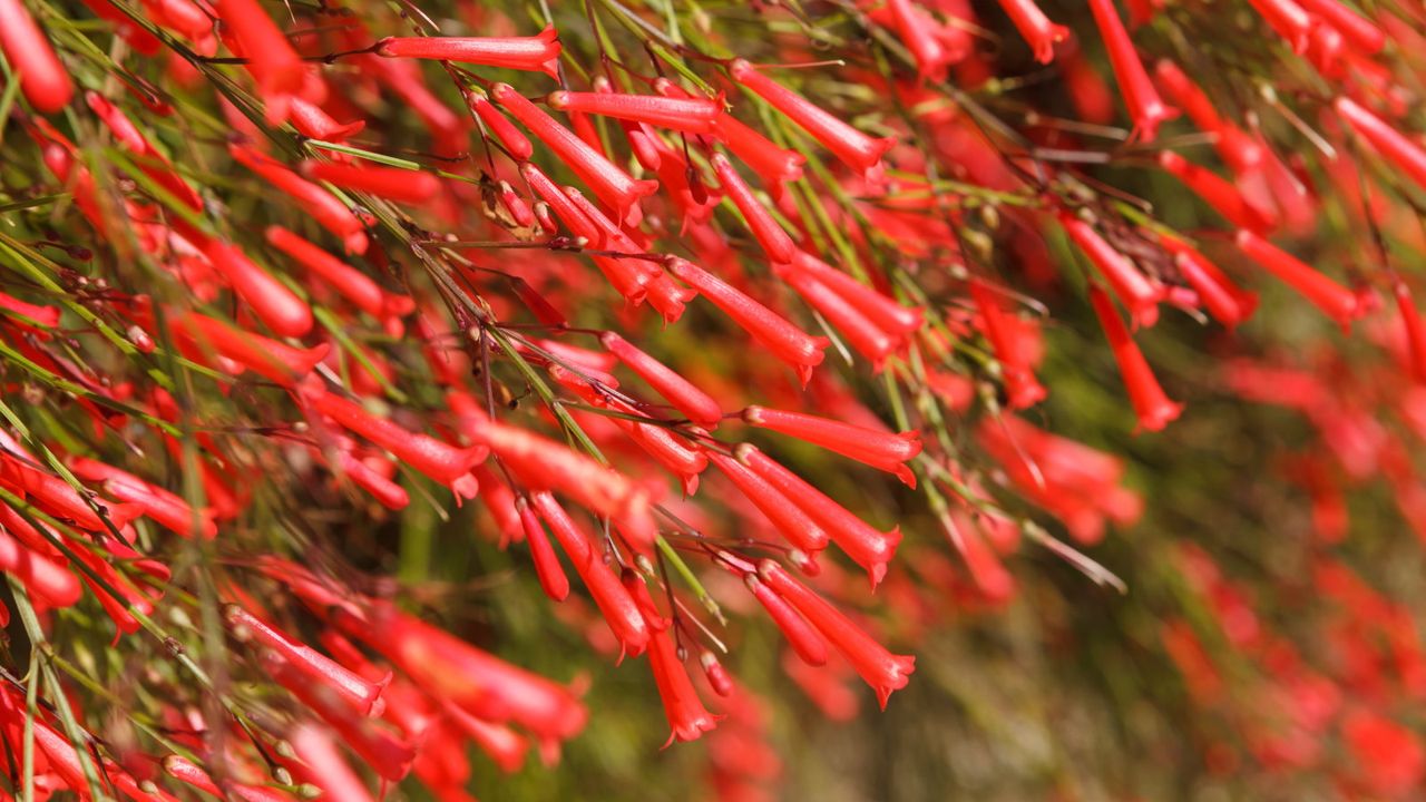 A flower firecracker plant covered in red blooms