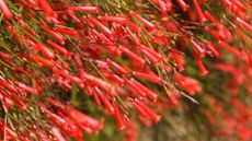 A flower firecracker plant covered in red blooms