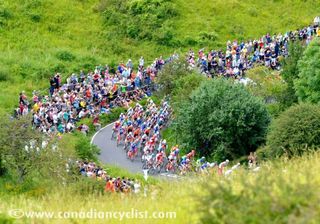 The peloton winds their way up the Box Hill climb