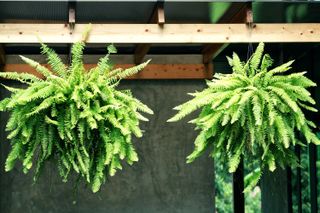 Boston fern hanging from timber rafters