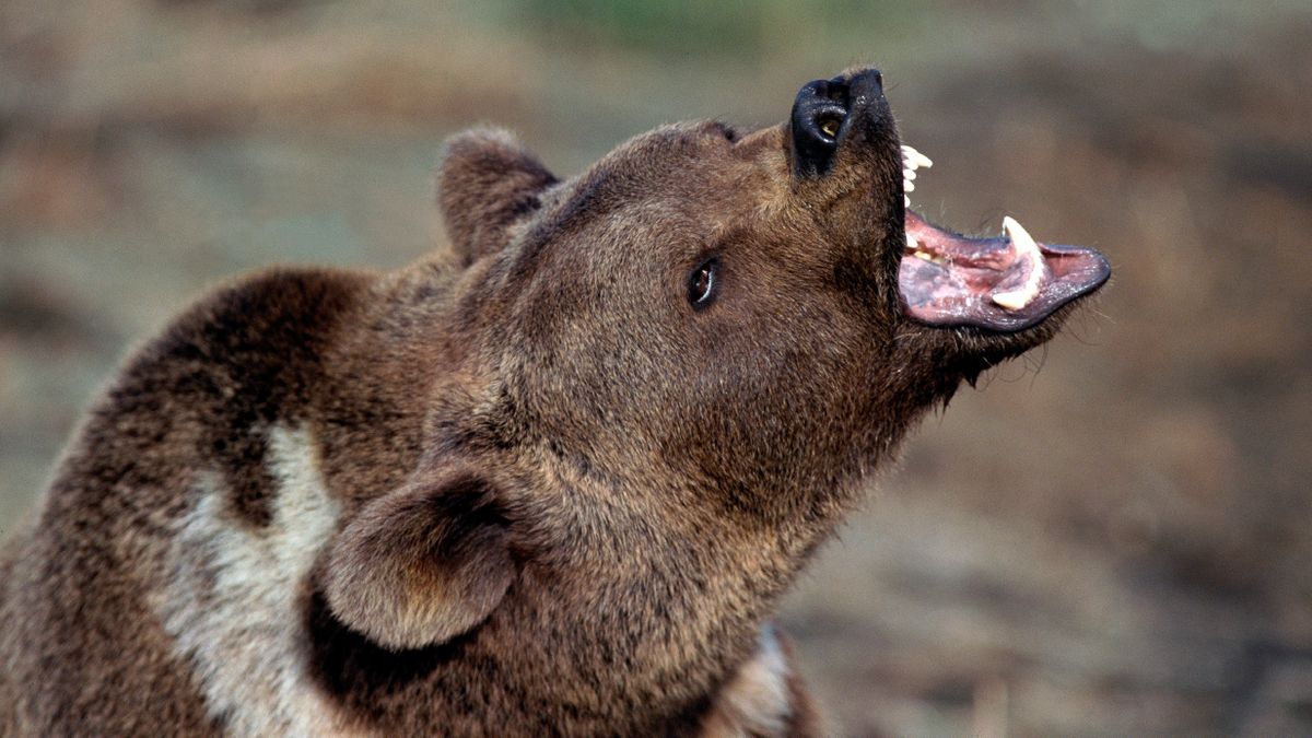 Close-up of snarling grizzly bear