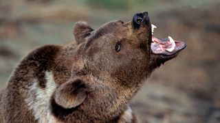 Close-up of snarling grizzly bear