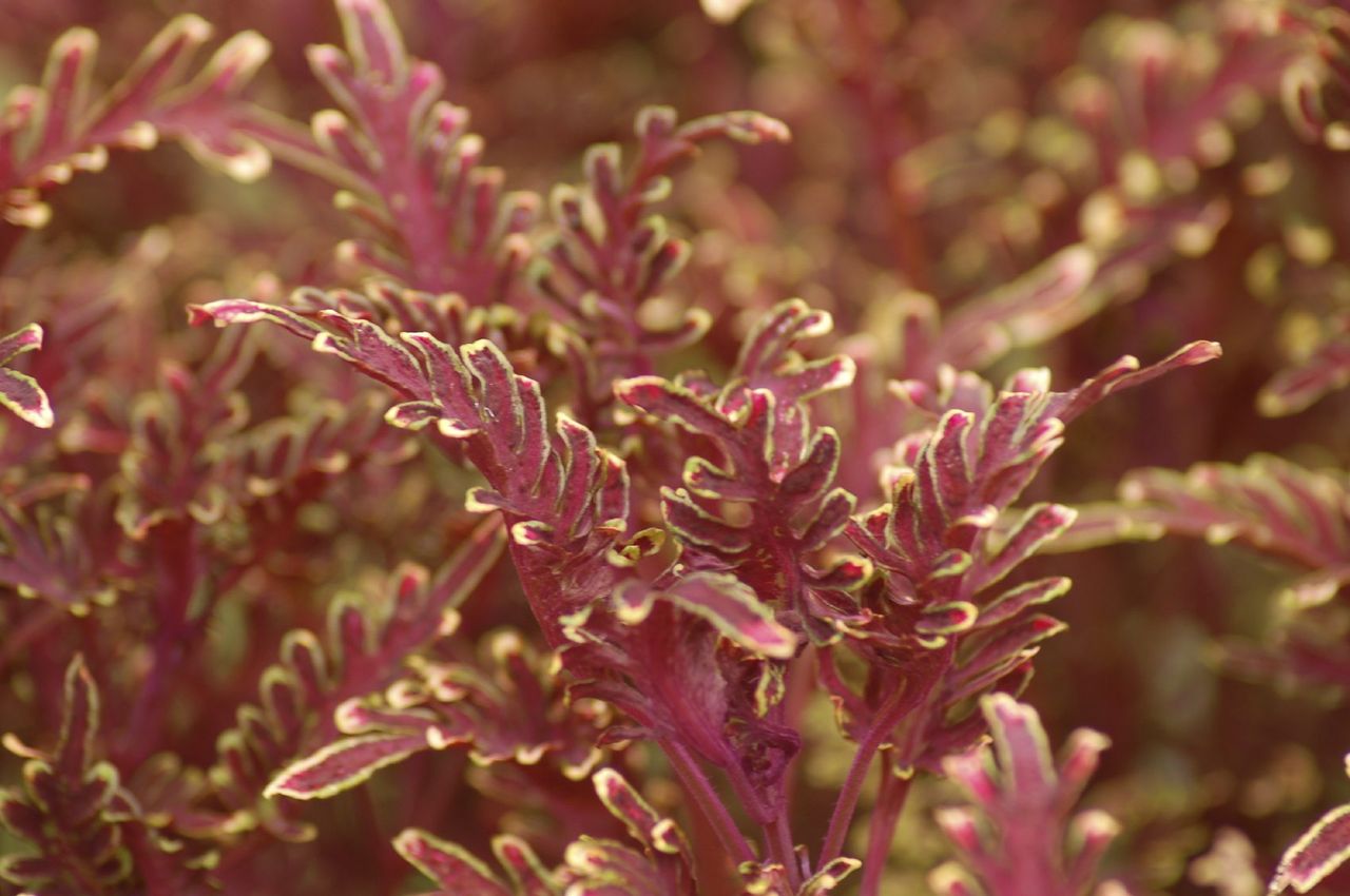 Red-Green Under The Sea Plant