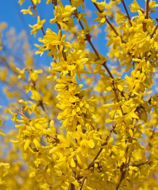 Yellow flowers of forsythia