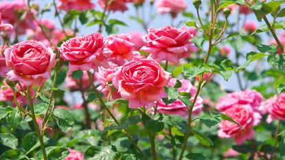 Beautiful pink roses growing in garden