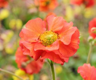 orange flower of geum 'Scarlett Tempest'