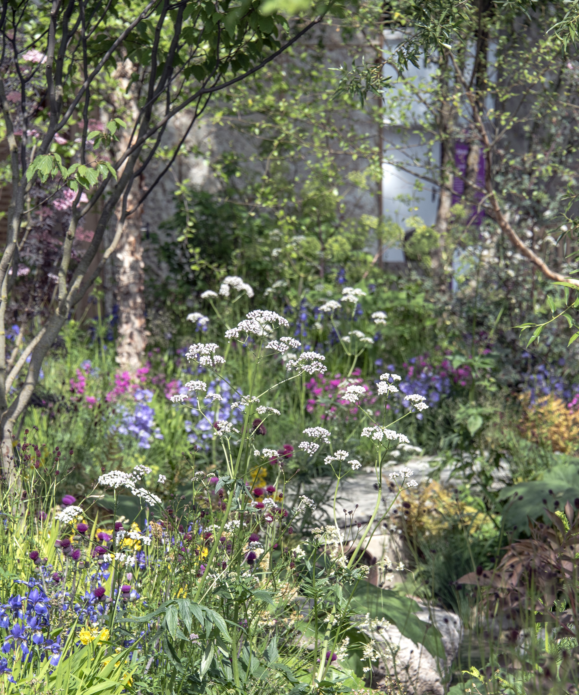 Wild, forest garden with a mix of flowers in pink, purple and white blooms