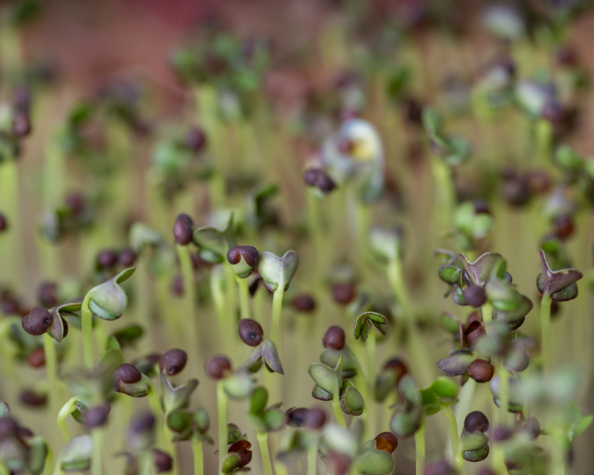 kale microgreens grow