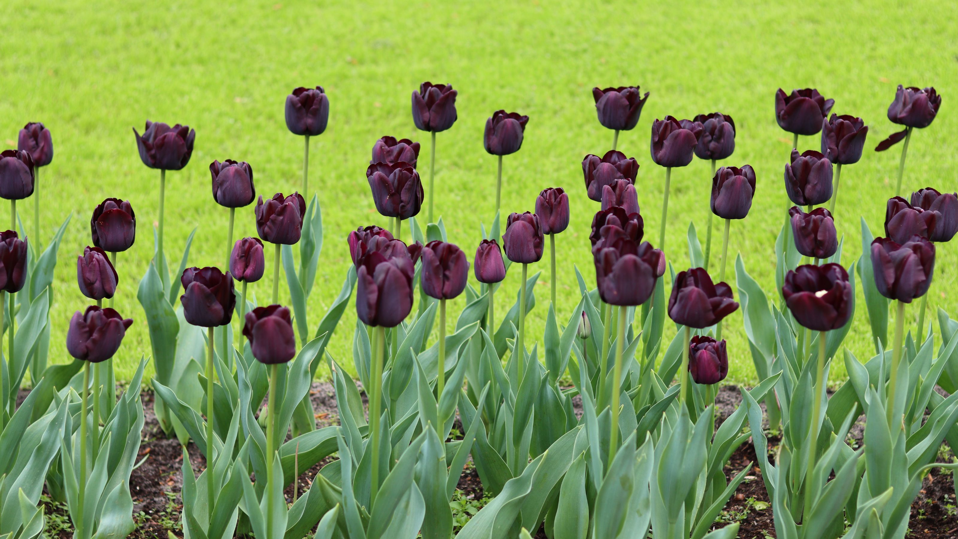Black-purple tulips growing in garden