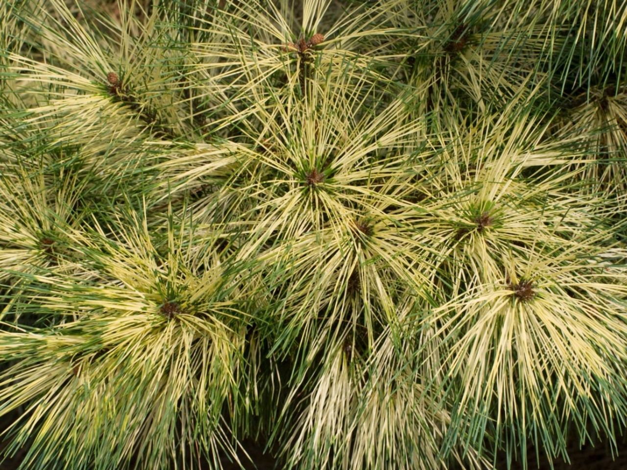 Japanese Red Pine Tree Needles