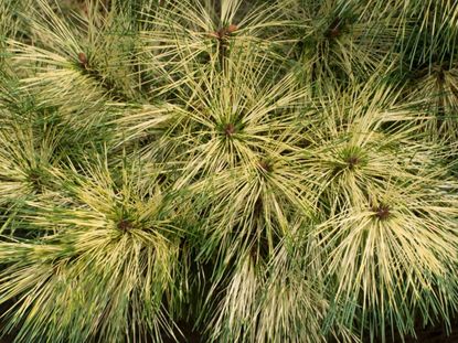 What Plants Don't Like Pine Needles? Dont Grow these in 2023
