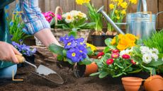 Gardener planting primroses to illustrate what to do with primroses after flowering