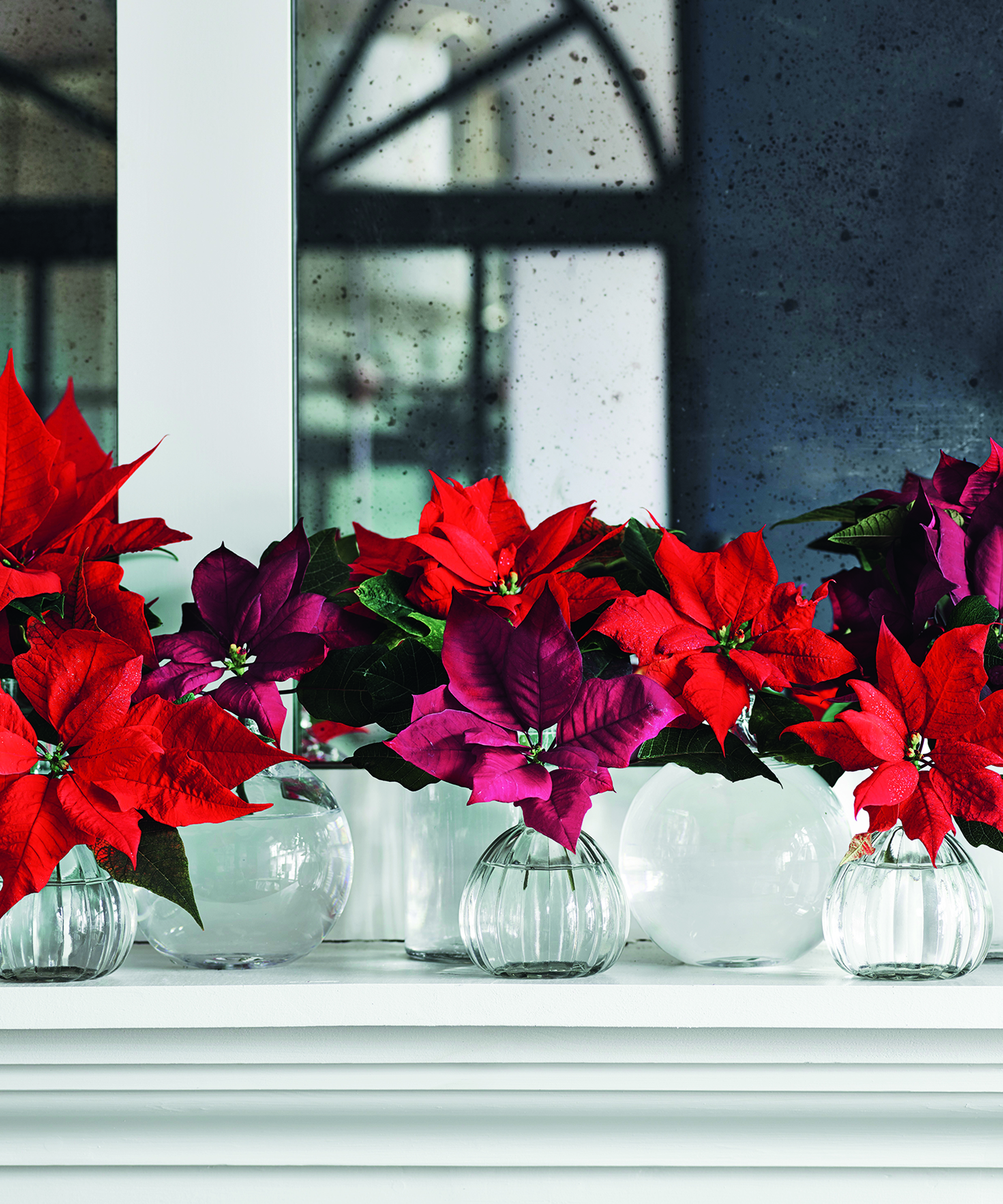Red poinsettia flowers in glass vases are displayed in front of a mirror
