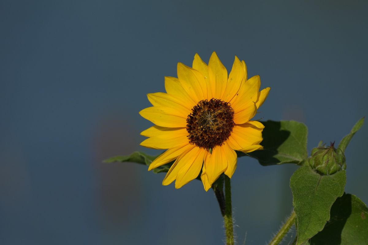 Image samples from the Sony 400mm f/4.5 GM OSS and the Sony A7 V