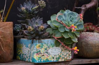 Succulents planted in a vintage tin