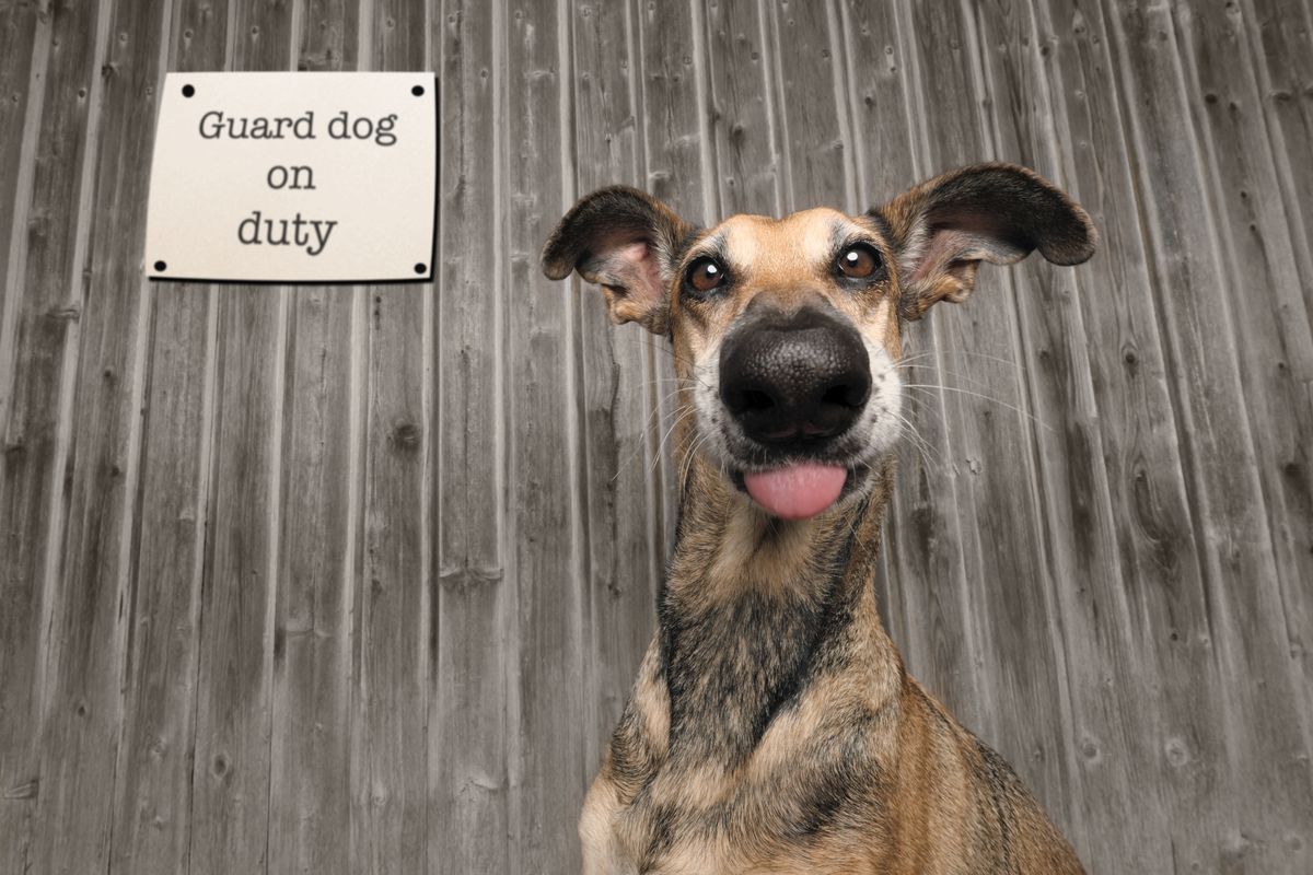 Mars Petcare Comedy Pet Photo Awards 2020