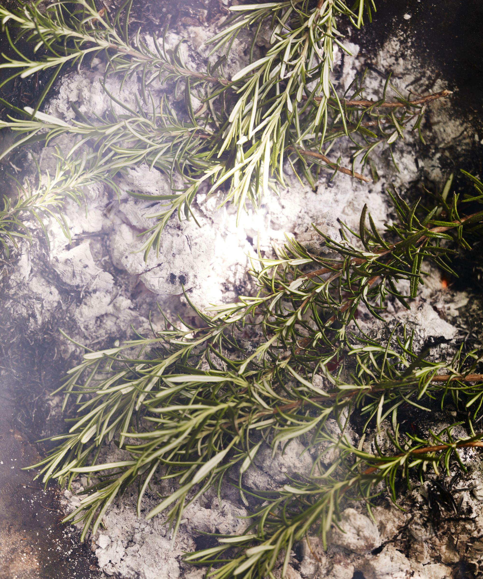 Rosemary plants growing against a blurred earth background.