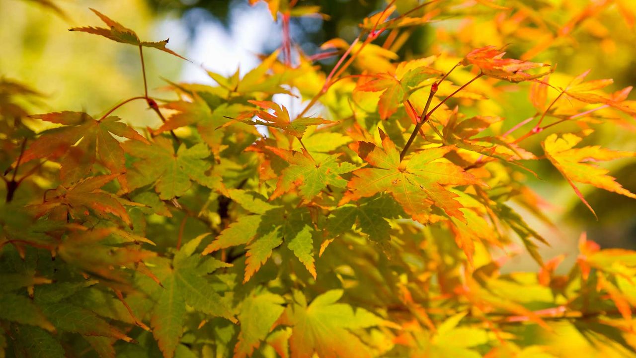 Acer Palmatum &#039;Sango-Kaku&#039;